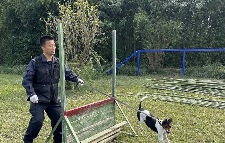 “汪汪隊(duì)”神犬是如何煉成的？